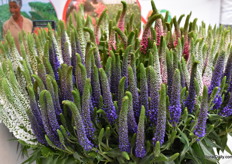 And the Soidiago, also from EHPEA.